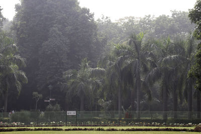 Scenic view of palm trees against sky