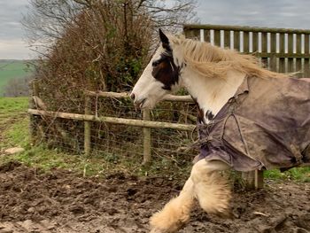 Horse in the field