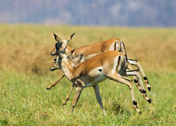 Impalas running on grassy field at hwange national park