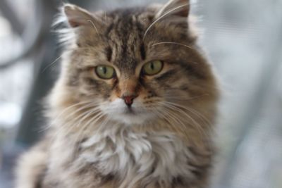 Close-up portrait of cat