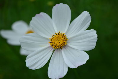 Close-up of white flower blooming outdoors