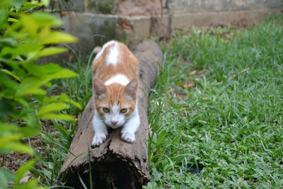 Cat in a field