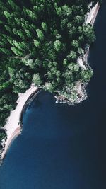 Aerial view of trees on coast