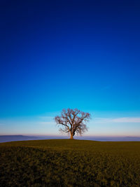 Bare tree on field against clear blue sky