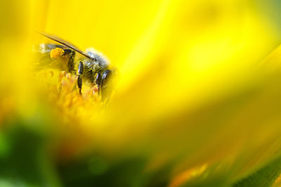 Close-up of insect on yellow flower