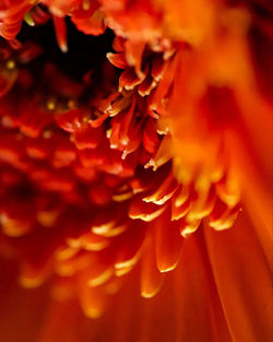 Close-up of orange flower blooming outdoors