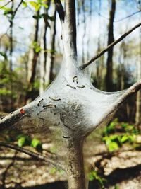 Close-up of tree trunk in forest