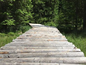 Steps amidst trees