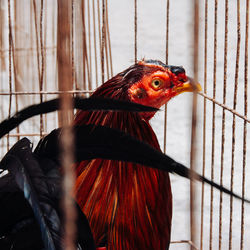 Close-up of hen in chicken coop