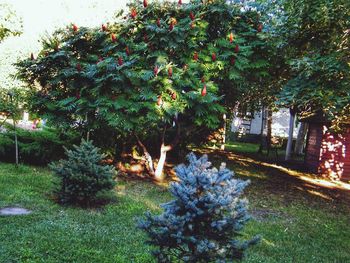 Plants growing in lawn