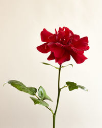 Close-up of red flower against white background