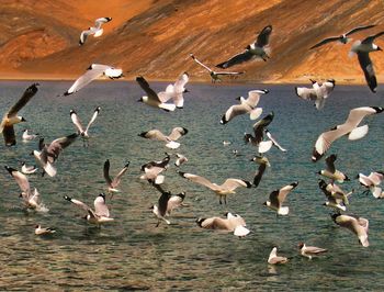 Birds flying over sea against mountain