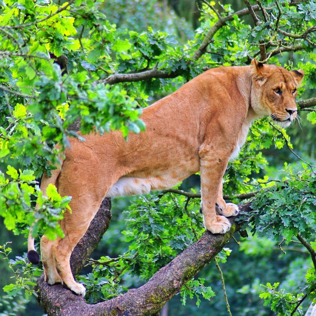 mammal, animal themes, animal, plant, one animal, lion - feline, tree, animals in the wild, feline, animal wildlife, cat, no people, vertebrate, lioness, nature, day, branch, pets, domestic animals, outdoors