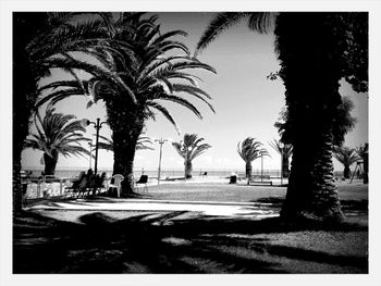 Palm trees against sky