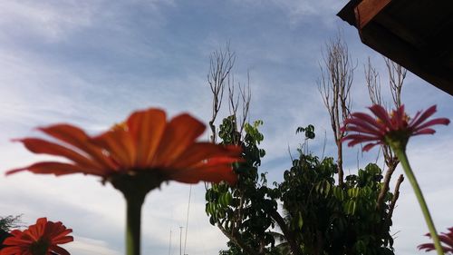 Close-up of pink flowers blooming against sky