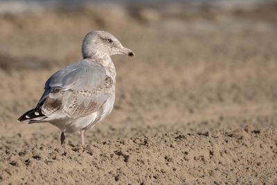 Close-up of seagull on sand