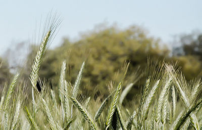 Close-up of wheat growing on field against sky