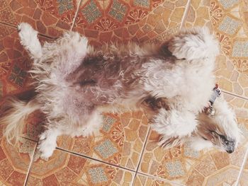 High angle view of dog lying down on tiled floor