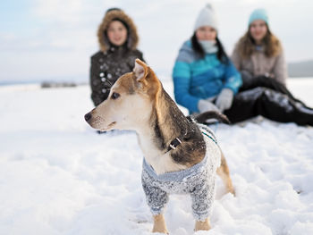 Two dogs on snow covered land