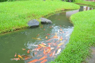 High angle view of koi carps swimming in lake