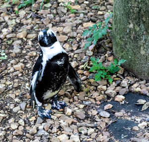 High angle view of penguin on rock