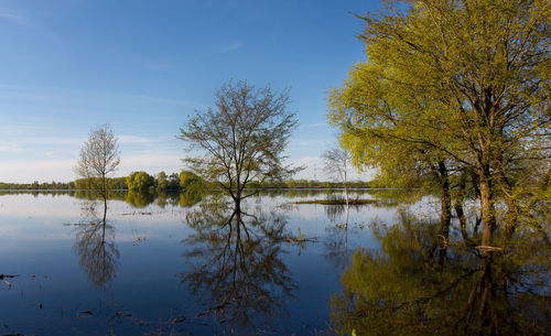 Trees by lake against sky during autumn