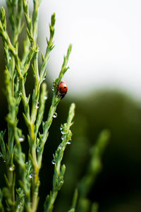 Close-up of ladybug on leaf