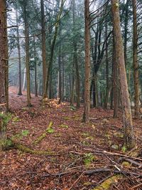 Trees growing in forest during autumn