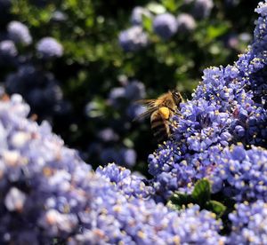 Close-up of bee pollinating on lavender