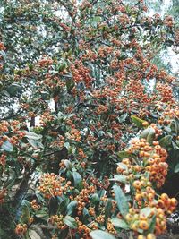 Full frame shot of cherry tree