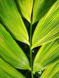 Close-up of palm leaves