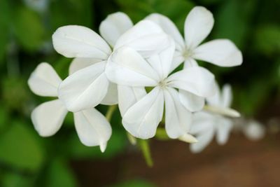 Close-up of white flowers