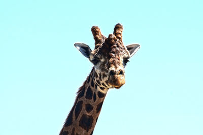 Close-up of giraffe against sky