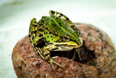 Close-up of frog on rock