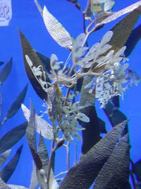 Close-up of blue flowers