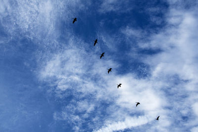 Low angle view of birds flying against sky