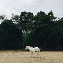 Horse walking on sand against trees