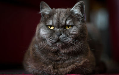 Portrait of black cat