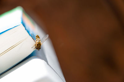 Close-up of insect on book