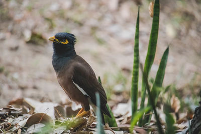 Close-up of bird perching on plant