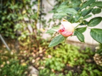 Close-up of pink flower on plant