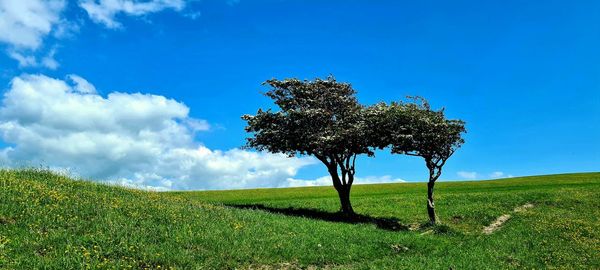 Tree on field against sky