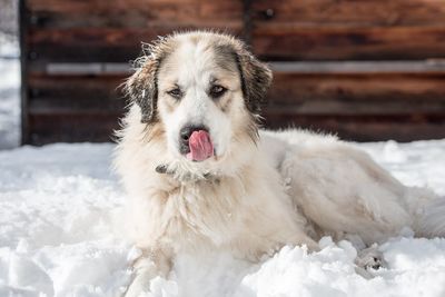 Portrait of a dog on snow field