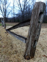 Close-up of tree trunk