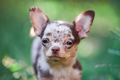 Chihuahua puppy, little dog in garden. cute small doggy on grass. short haired chihuahua breed