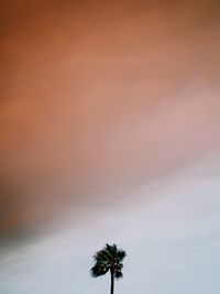 Low angle view of palm tree against orange sky