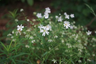 Close-up of white flowering plants on field