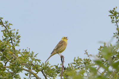 Low angle view of bird, yellowhammer, perching on branch against clear sky