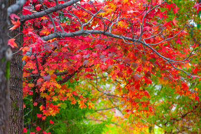 Close-up of red flowering tree during autumn