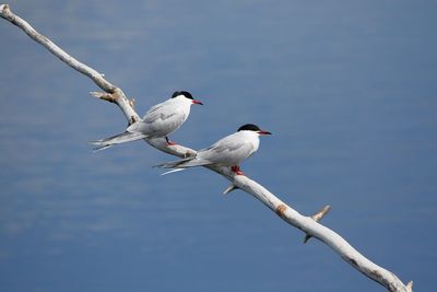 High angle view of tern perching on branch against lake